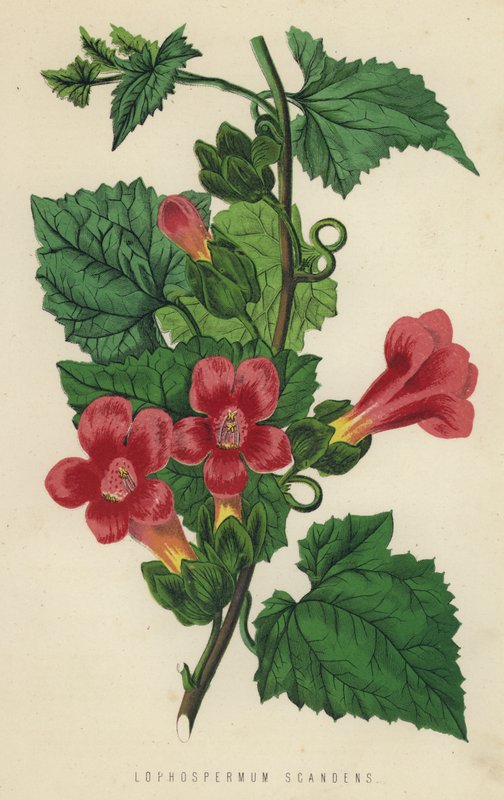 Lophospermum Scandens (chromolitho) de English School