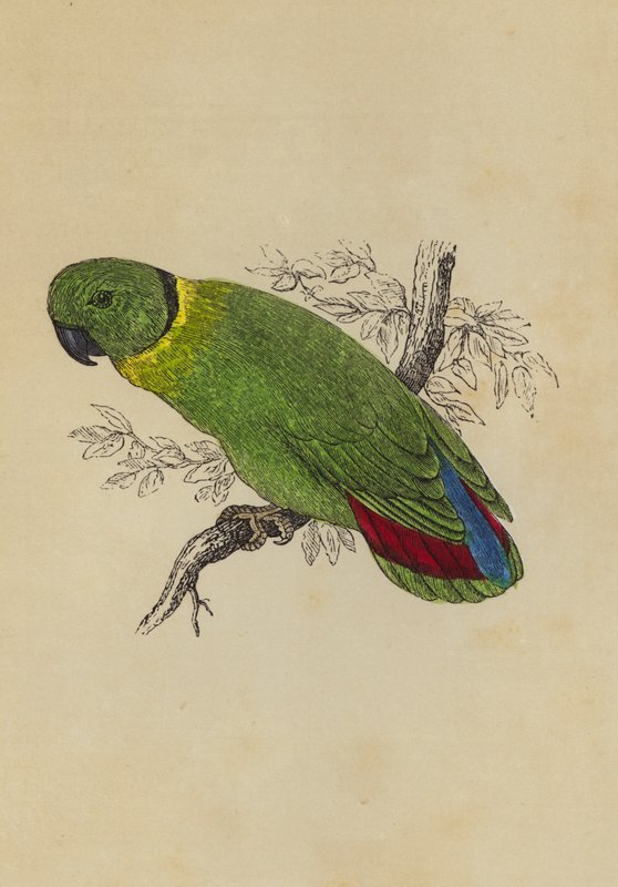 Pájaro del Amor de English School