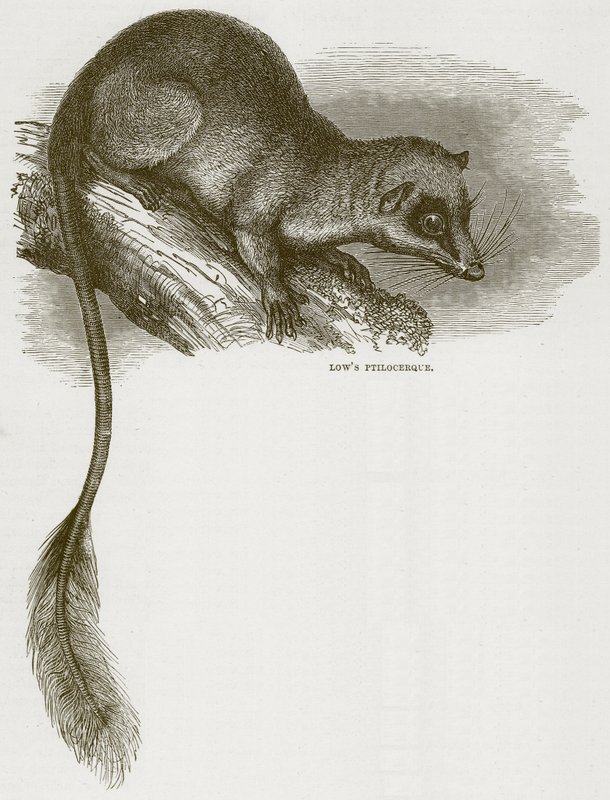 Ptilocerque de Low, ilustración de Cassell