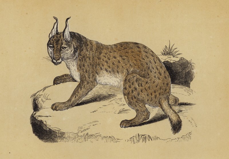 Lince de English School