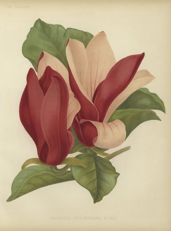 Magnolia soulangiana nigra de English School