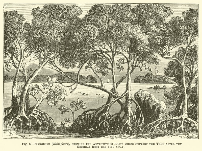 Manglar (Rhizophora), mostrando las raíces adventicias que sostienen el árbol después de que la raíz original ha muerto de English School