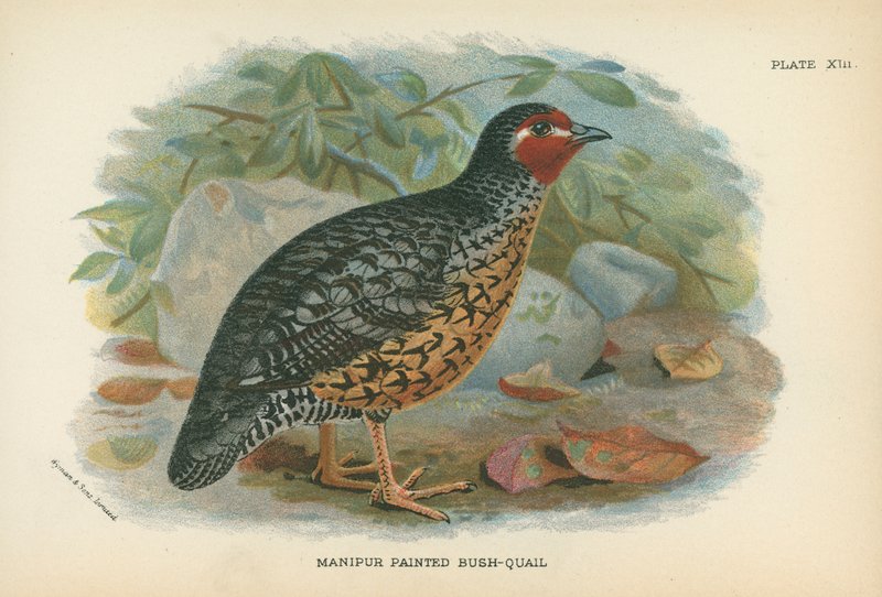 Codorniz pintada de Manipur de English School