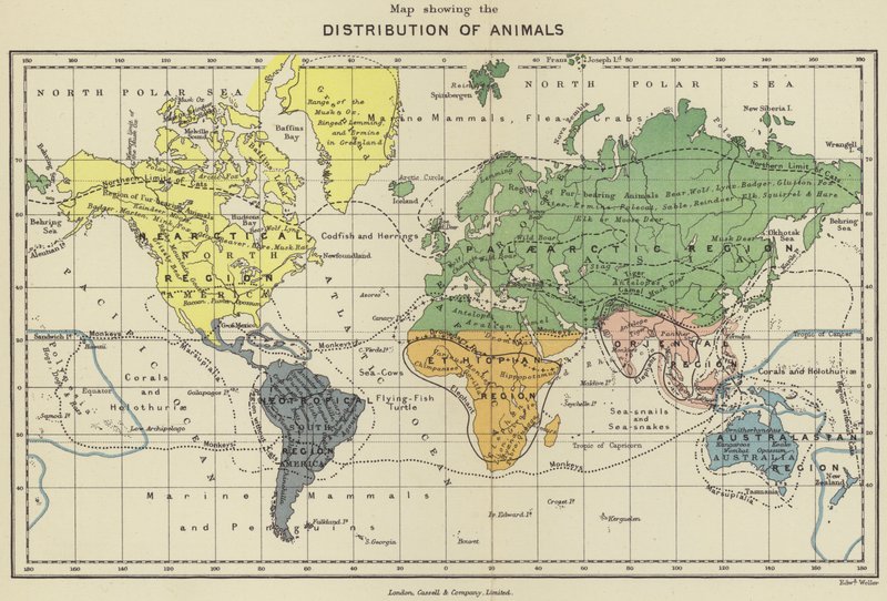 Mapa de distribución de los animales (litografía en color) de English School