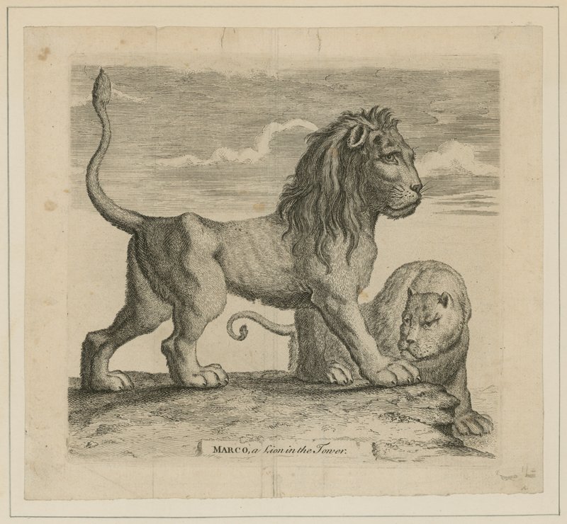 Marco, un león en la Torre de Londres de English School
