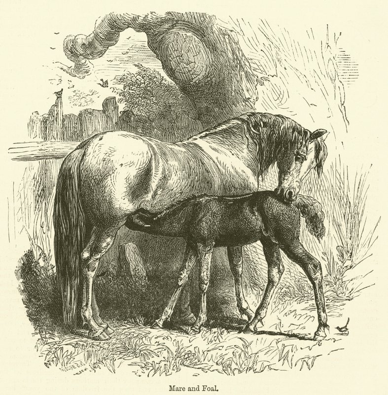 Yegua y potro (grabado) de English School