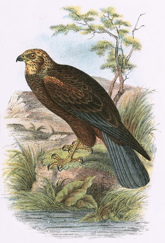 Aguilucho lagunero de English School