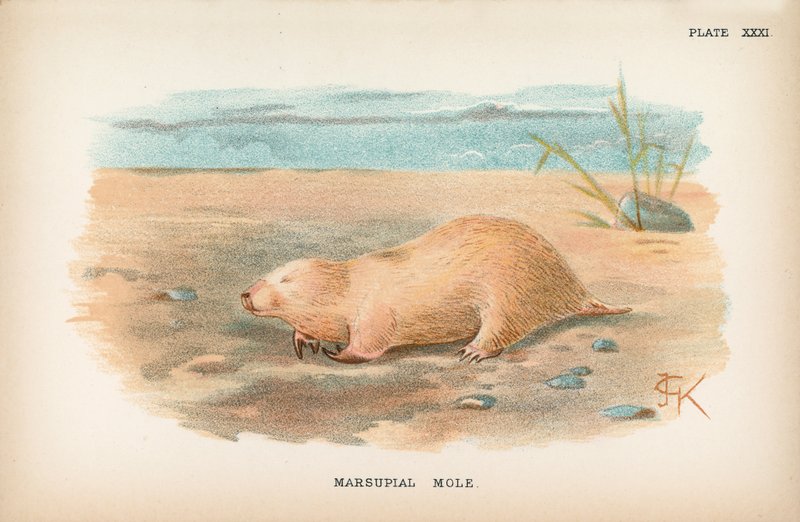 Topo marsupial de English School
