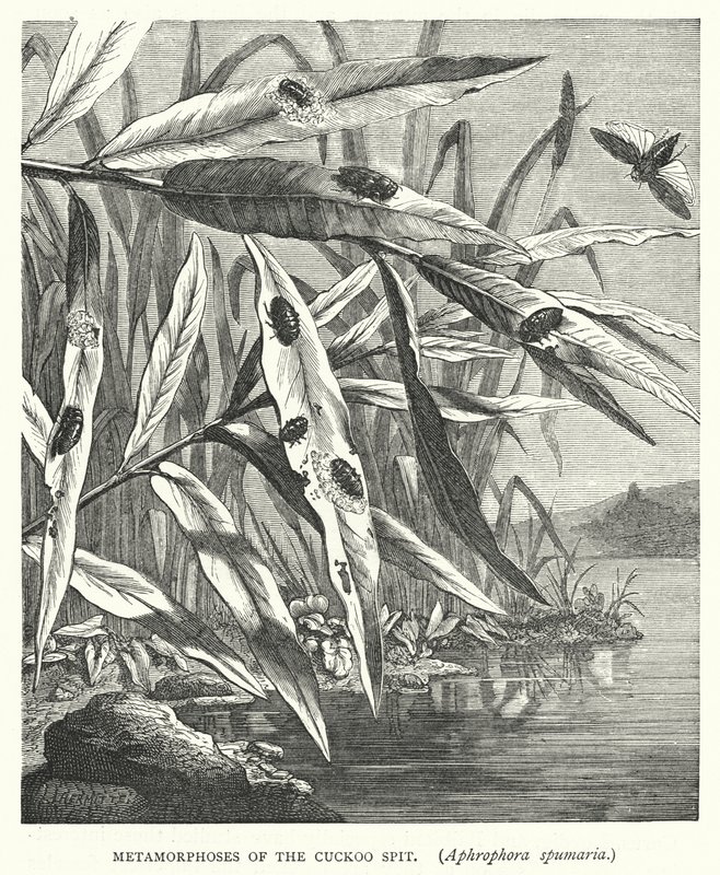 Metamorfosis de la espinosa cuco, Aphrophora spumaria (grabado) de English School