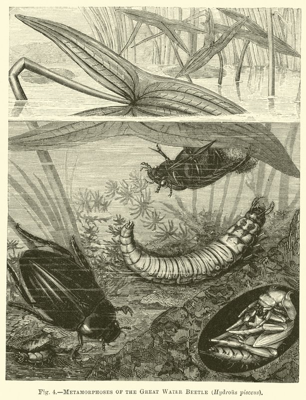 Metamorfosis del gran escarabajo acuático, Hydrous pisceus de English School