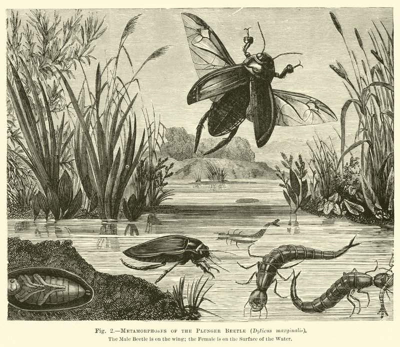 Metamorfosis del escarabajo buceador, Dyticus marginalis de English School