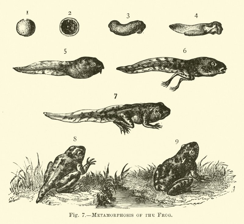 Metamorfosis de la rana de English School