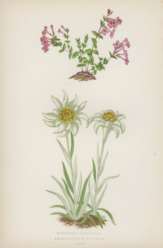 Micomeria Piperella; Leontopodium Alpinum (litografía en color) de English School