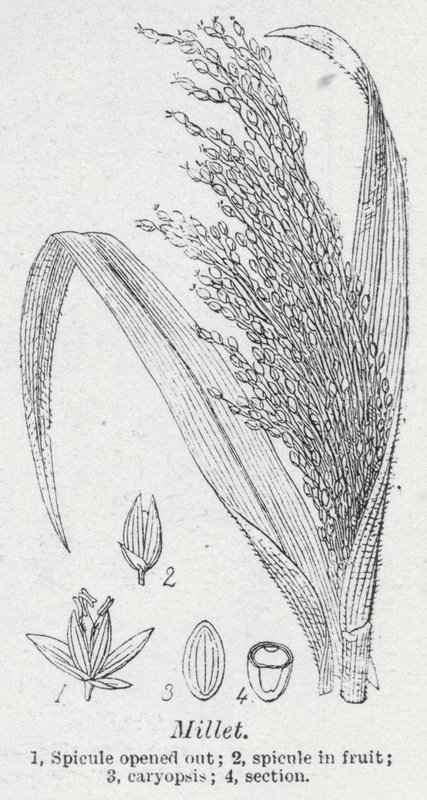 Millet de English School