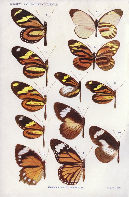 Mimetismo en mariposas de English School