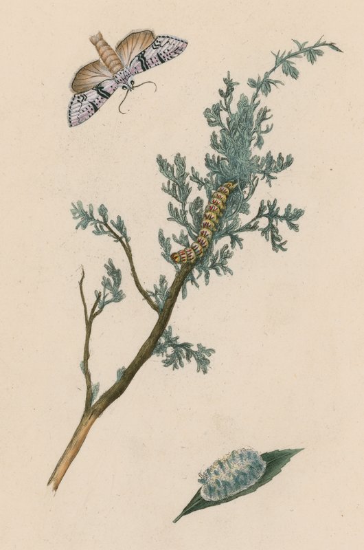 Polilla, oruga y crisálida de English School
