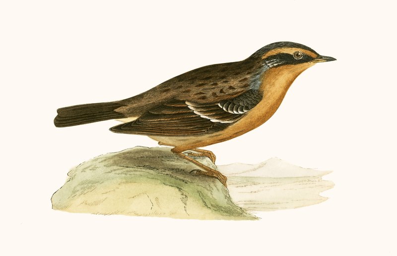 Acentor Montano, ilustración de 