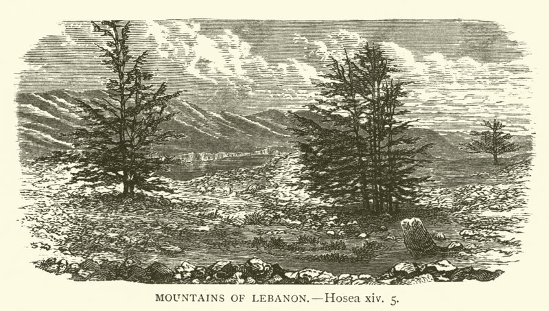 Montañas del Líbano, Oseas, xiv, 5 de English School