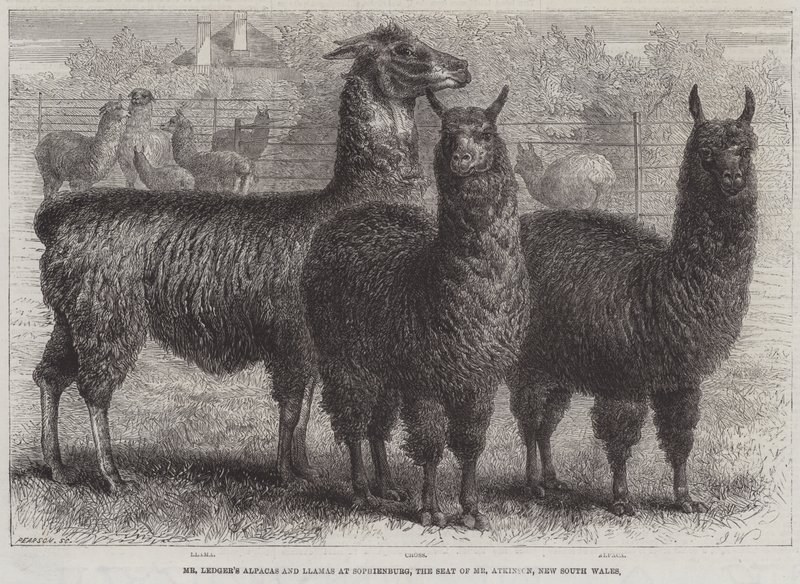 Los Alpacas y Llamas del Sr. Ledger en Sophienburg, la Residencia del Sr. Atkinson, Nueva Gales del Sur (grabado) de English School