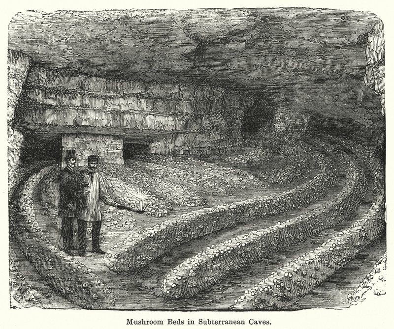 Camas de hongos en cuevas subterráneas (grabado) de English School