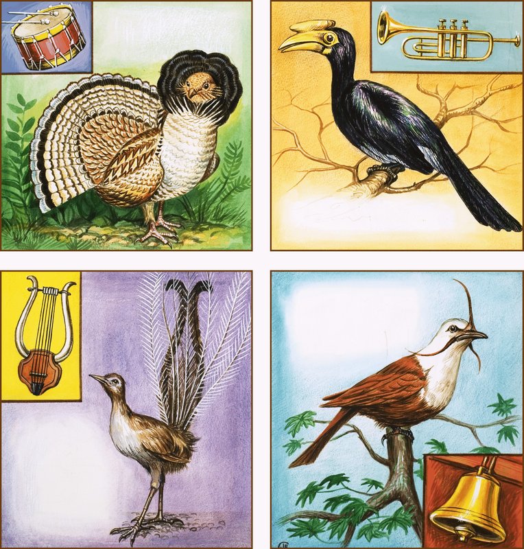 Instrumentos musicales de aves de English School