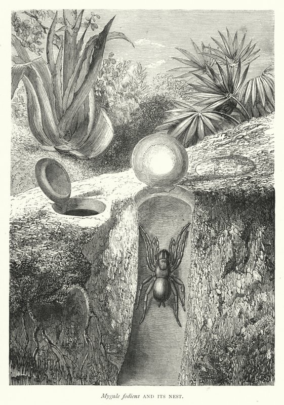 Mygale fodiens y su nido (grabado) de English School
