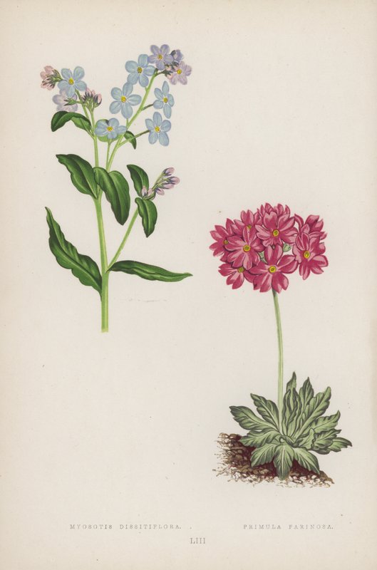Myosotis Dissitiflora; Primula Farinosa (litografía en color) de English School