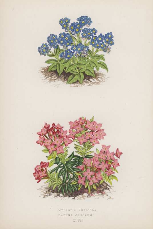 Myosotis Rupicola; Daphne Cneorum (colour litho) de English School