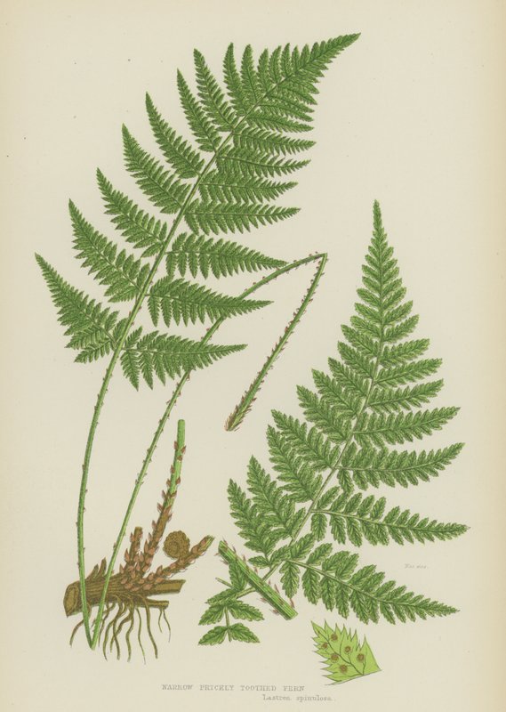 Narrow Prickly Toothed Fern (litografía en color) de English School