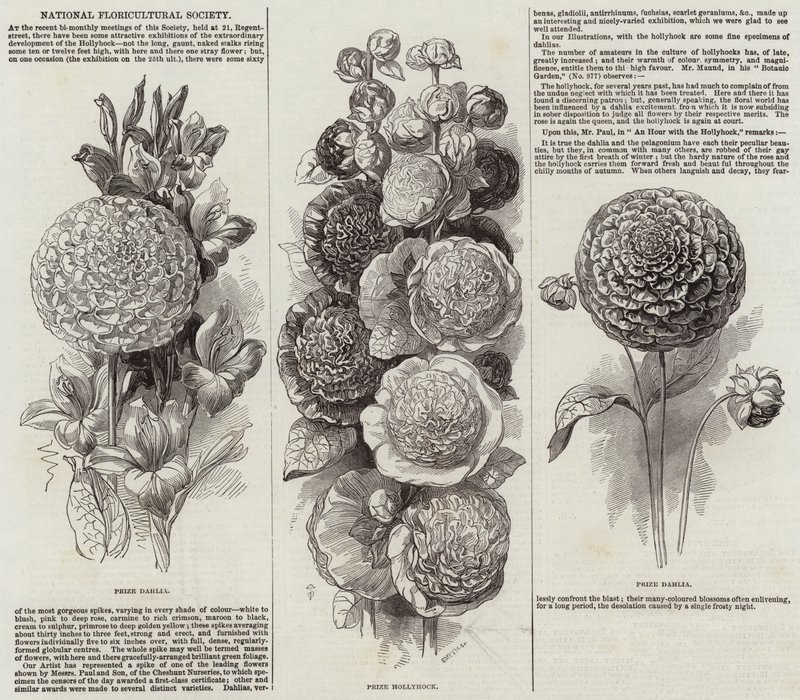 Sociedad Nacional de Floricultura de English School