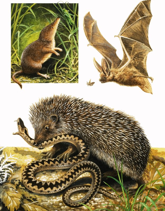 El reino de la naturaleza: Bajo la cobertura de la oscuridad de English School