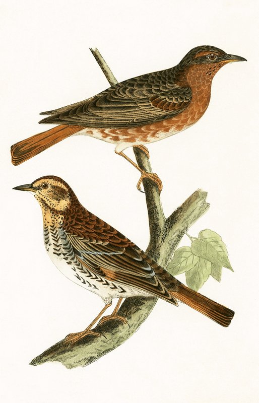 Zorzal de Naumann, ilustración de 