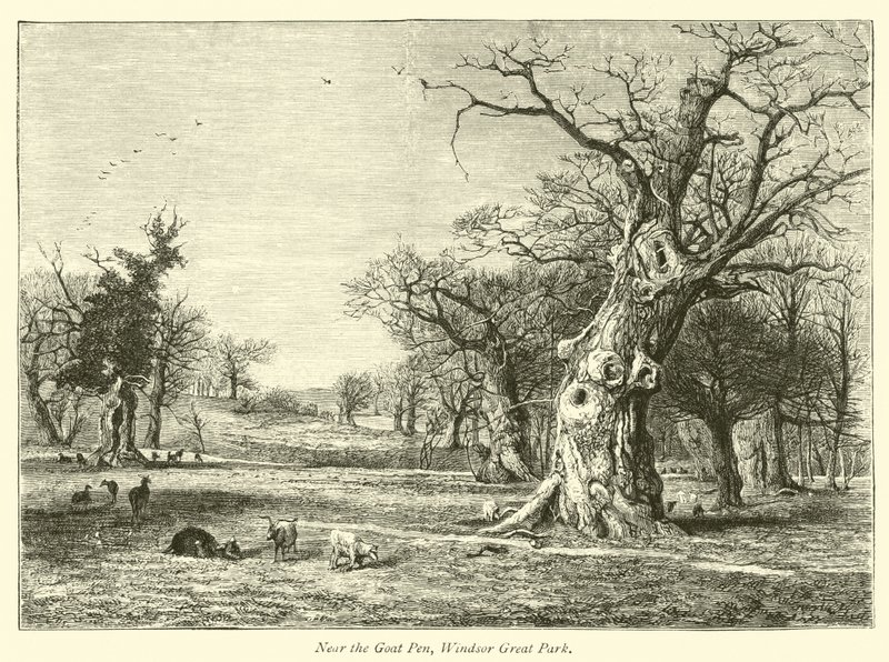 Cerca del corral de cabras, Gran Parque de Windsor de English School