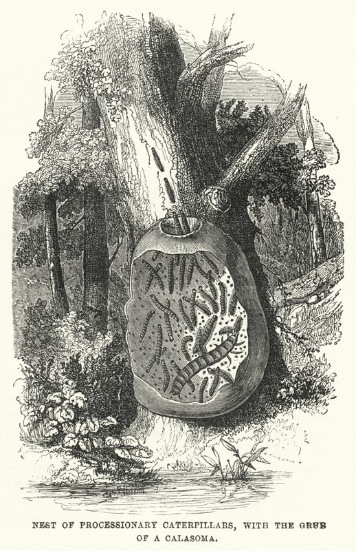Nido de Orugas Procesionarias, con la Larva de un Calasoma (grabado) de English School