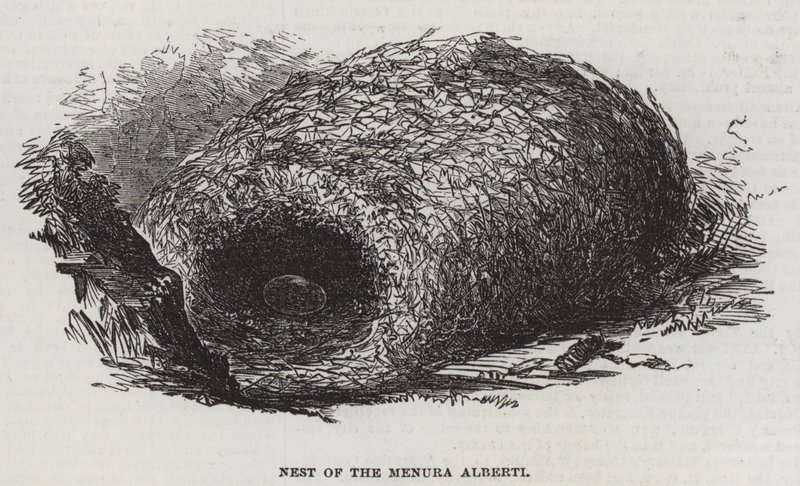 Nido del Menura Alberti (grabado) de English School
