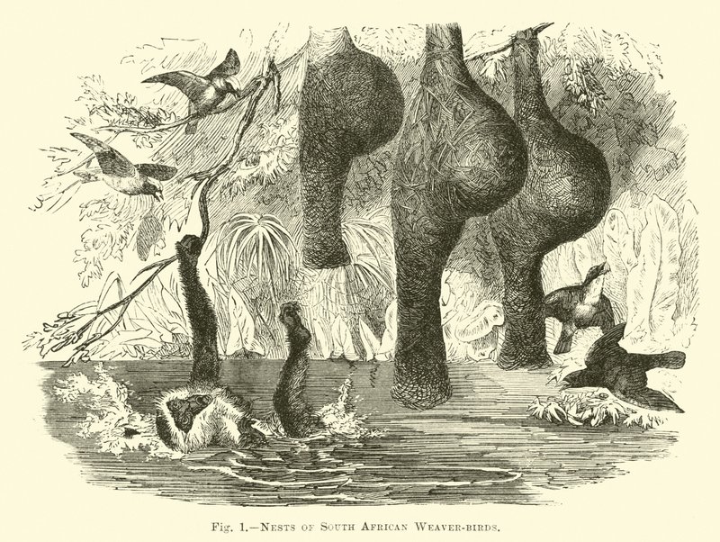 Nidos de pájaros tejedores sudafricanos de English School