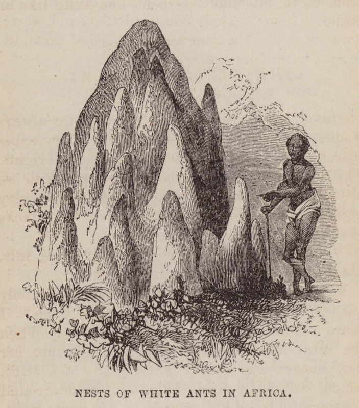 Nidos de hormigas blancas en África (grabado) de English School