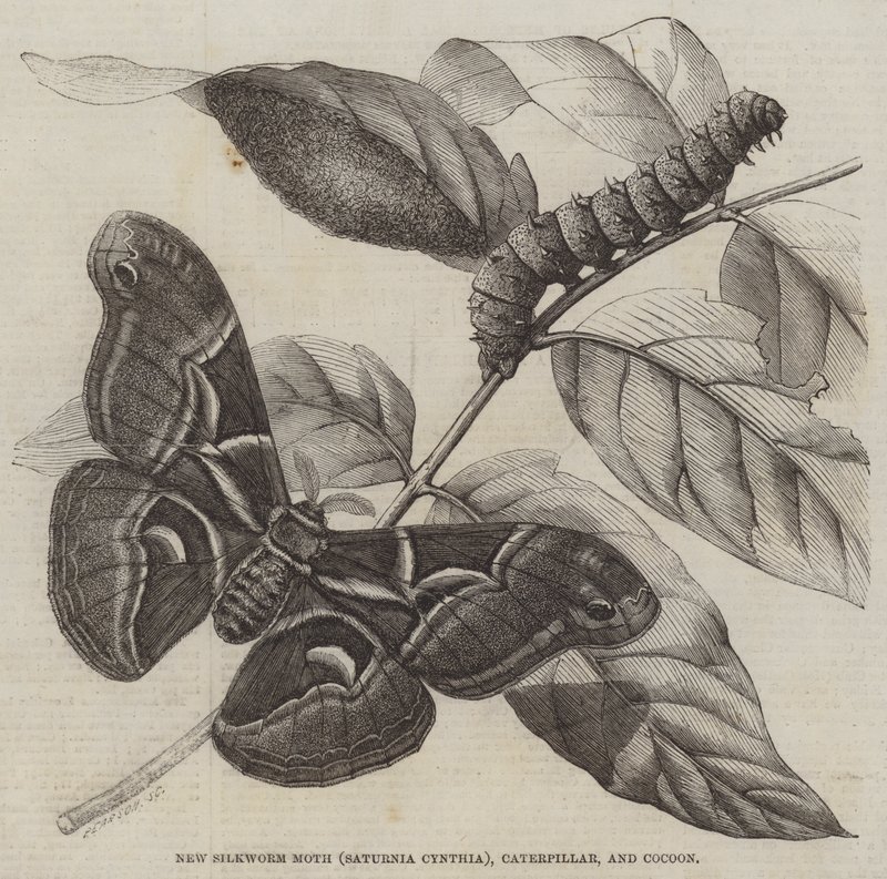 Nueva polilla del gusano de seda (Saturnia Cynthia), oruga y capullo (grabado) de English School
