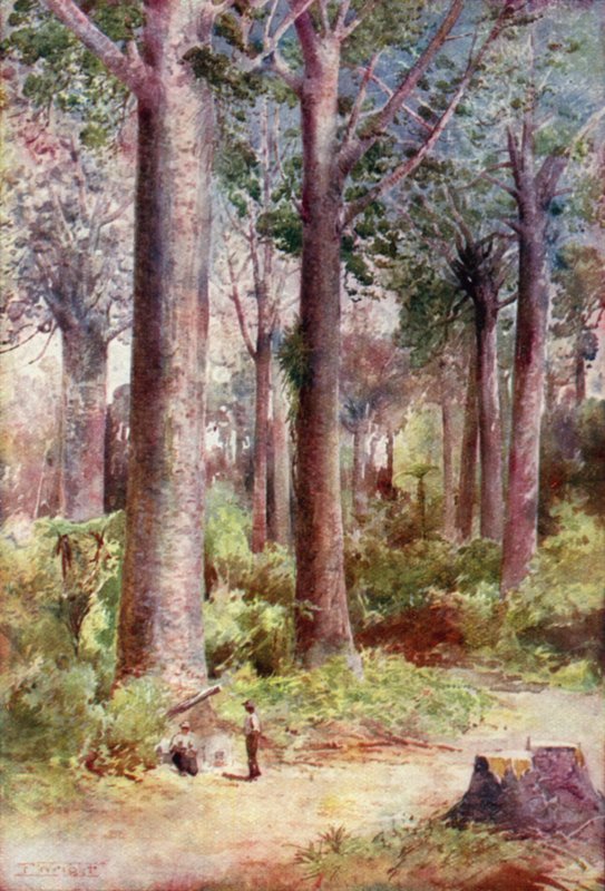 Nueva Zelanda: Kauri (litografía en color) de English School
