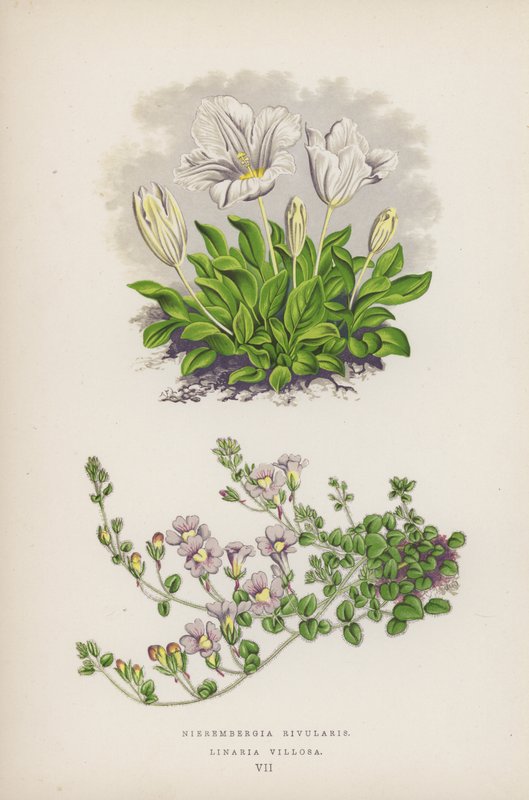 Nierembergia Rivularis; Linaria Villosa (litografía en color) de English School