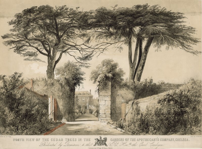 Vista Norte de los Cedros en los Jardines de la Compañía de Boticarios, Chelsea, Londres de English School