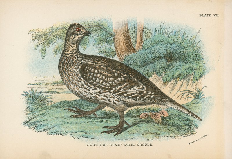 Gallo de Cola Afilada del Norte de English School