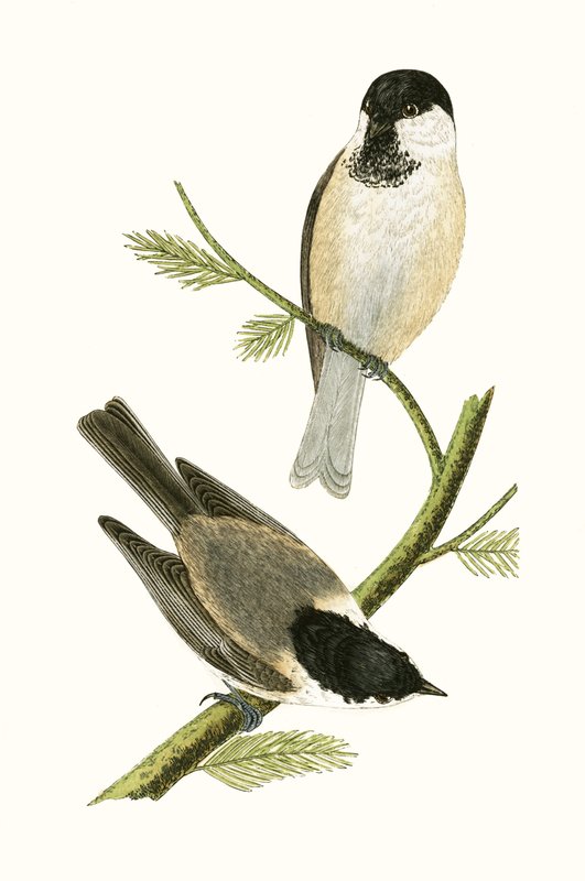 Herrerillo del norte, ilustración de 
