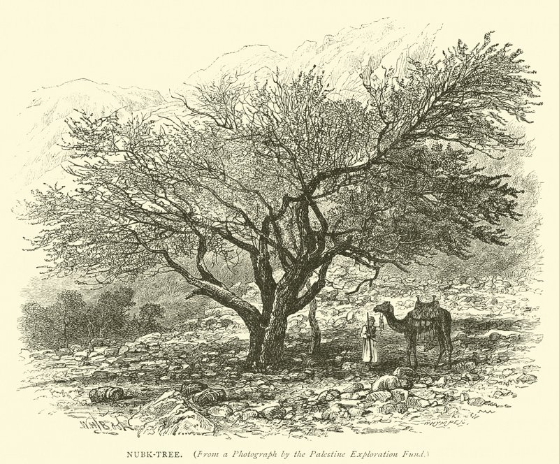 Árbol Nubk de English School