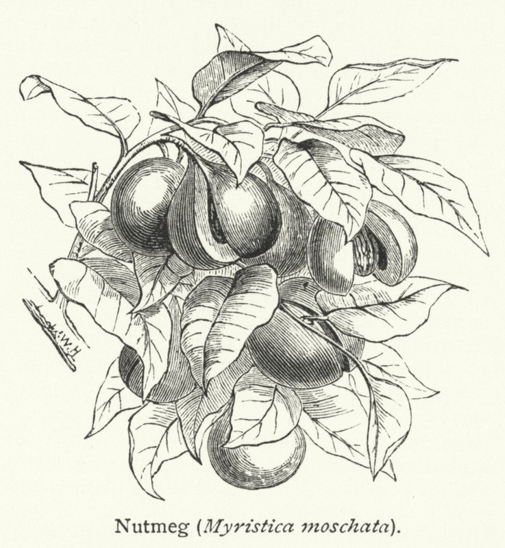 Nuez moscada (Myristica moschata) (grabado) de English School