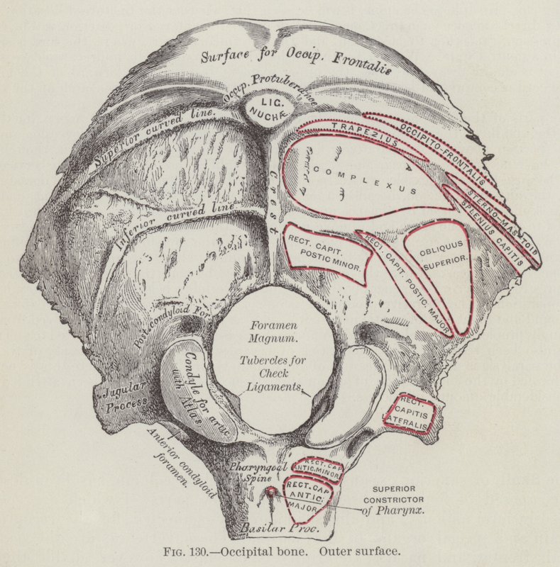 Hueso occipital, superficie externa (grabado) de English School