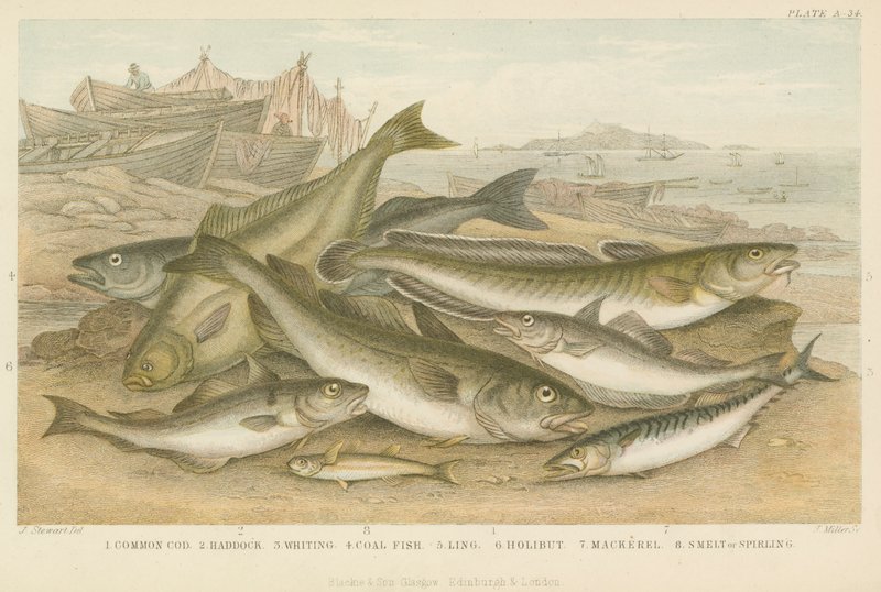 Peces del océano de English School