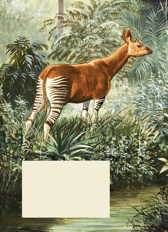 Okapi de English School