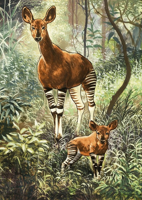 Okapis del Congo de English School