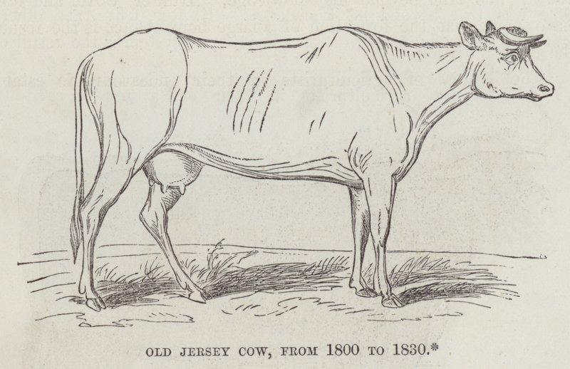 Vieja vaca Jersey, de 1800 a 1830 de English School